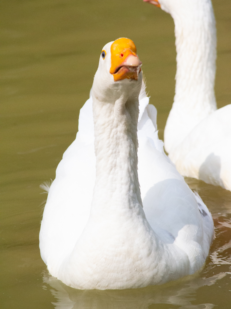 Animals at the sanctuary
